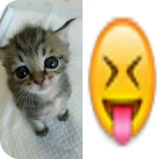 🐱 小猫, 猫, 表情符号, 舌头, 表情, 可爱 telegram sticker