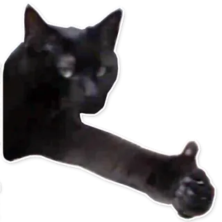 👍 chat, pouce levé, bien, approbation, ok, animal, animal de compagnie telegram sticker