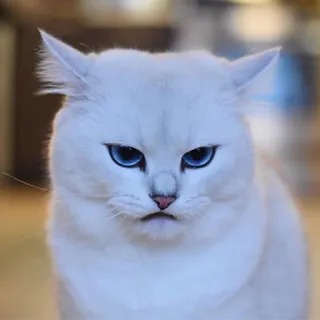 😐 gato, gato branco, olhos azuis, animal, animal de estimação, animal doméstico, mamífero telegram sticker