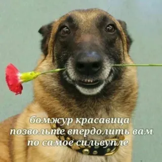 🤭 бомжур красавица позвольте впердолить вам по самое сильвупле chien, fleur, animal, russe, offensant, texte, mème telegram sticker