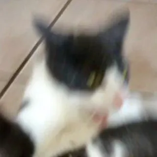 😈 cat, animal, pet, mammal, domestic cat, black and white whatsapp sticker