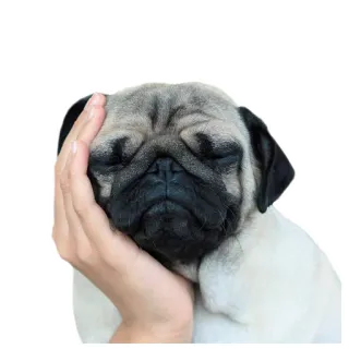 😒 pug, dog, pet, sleepy, cute, hand whatsapp sticker