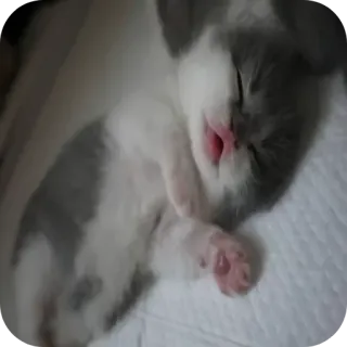 🐱 Kätzchen, Katze, schlafend, süß, Tier, Haustier, häuslich telegram sticker