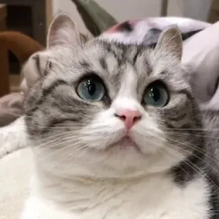 😳 cat, pet, animal, cute, feline whatsapp sticker