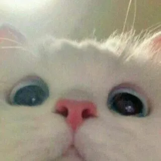 🐈 고양이, 흰 고양이, 애완 동물, 동물, 귀여운, 밈, 새끼 고양이 telegram sticker