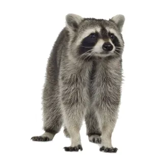 🧍‍♂️ mapache, animal, mamífero, fauna whatsapp sticker
