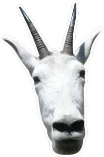 😐 goat, animal, horns, white, mountain goat telegram sticker