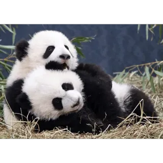👐 Panda, Animais, Filhotes, Fofo, Vida Selvagem, Mamífero telegram sticker