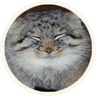 ☺️ кот, животное, питомец, млекопитающее, дикая кошка, милый, пушистый telegram sticker