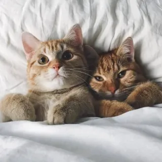 🥰 кошки, котята, рыжий, животные, милые, домашние, кровать telegram sticker