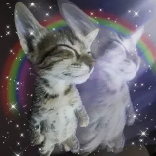 👅 cat, kitten, rainbow, sparkle, cute, dreamy, funny cat, meme telegram sticker