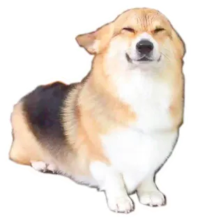 😼 perro, corgi, lindo, animal, mascota, animal doméstico, feliz telegram sticker