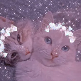 💖 @ymoonshadow gattini, gatti, animali, carino, brillantinato, animale domestico, soffice telegram sticker