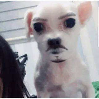 😀 dog, chihuahua, mustache, hitler, funny, offensive whatsapp sticker