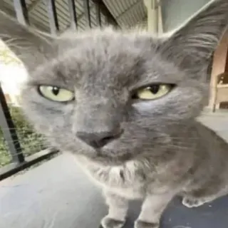 🤩 chat, chat gris, animal, animal de compagnie, félin, mignon, mème whatsapp sticker