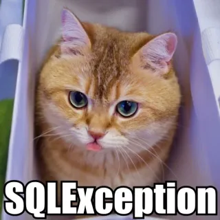 😝 SQLException cat, sql, exception, programming, humor, meme telegram sticker