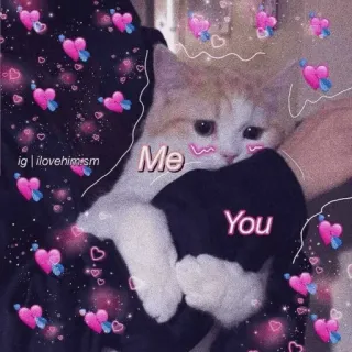 💗 Me You chat, amour, relation, affection, mignon, coeur, animal de compagnie whatsapp sticker