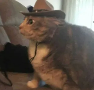 🐱 chat, chapeau cowboy, animal, animal de compagnie, drôle, chapeau, mignon telegram sticker