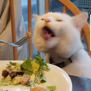 🤮 gato, comiendo, comida, meme, animal, ensalada telegram sticker
