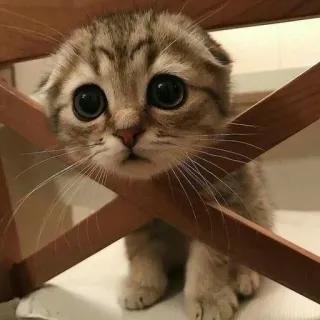 🥺 kucing, anak kucing, lucu, hewan peliharaan, binatang, mata besar telegram sticker