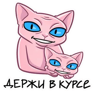 ☺️ ДЕРЖИ В КУРСЕ kot, sfinks, śmieszne, zwierzę, naklejka, niebieskie oczy whatsapp sticker