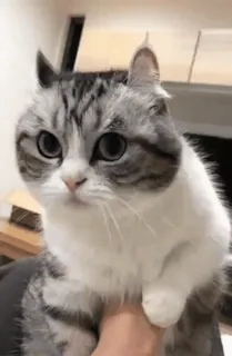 😶 cat, pet, animal, domestic cat, mammal, feline whatsapp sticker
