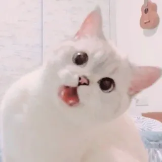 🐱 kucing, kucing putih, hewan, hewan peliharaan, kucing lucu, meme whatsapp sticker