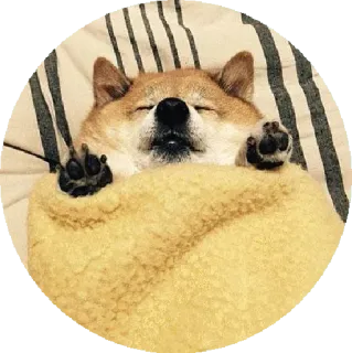 😬 pies, sen, zwierzę domowe, zwierzę, słodki, shiba inu telegram sticker