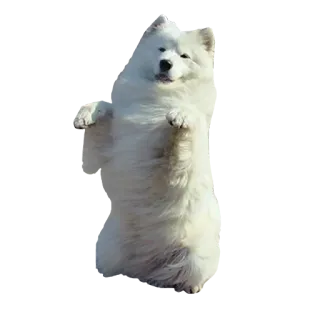 🐶 犬, サモエド, 動物, かわいい, ペット, 白, ふわふわ telegram sticker