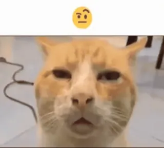 🤨 chat, confus, pensif, mème, emoji, animal whatsapp sticker