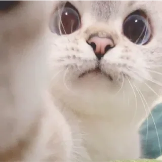😁 Katze, Kätzchen, süß, Tier, Haustier, Säugetier telegram sticker