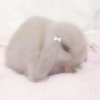 🌟 rabbit, bunny, cute, pet, animal, domestic rabbit whatsapp sticker