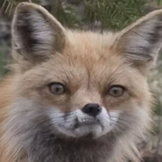 👹 raposa, animal, vida selvagem, natureza, mamífero, floresta telegram sticker