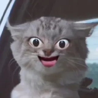 😛 kot, zwierzę, śmieszne, mem, słodkie, zwierzę domowe, oczy telegram sticker