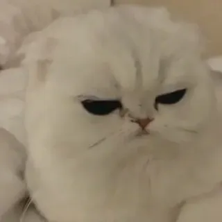 🐈 kat, witte kat, Scottish Fold, boze kat, huisdier, dier, schattig, katachtig telegram sticker