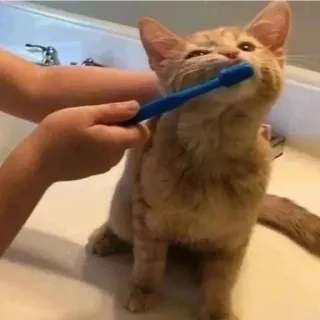 😁 gato, gatinho, escova de dentes, higiene, animal de estimação telegram sticker