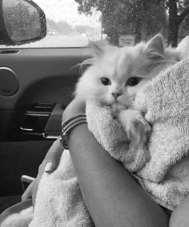 🖇 cat, pet, animal, towel, car, indoors telegram sticker