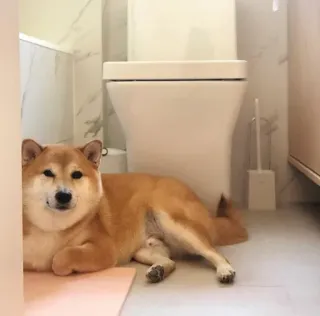 ❤️ dog, Shiba Inu, animal, bathroom, toilet, pet telegram sticker