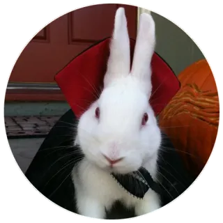 🌖 bunny, rabbit, vampire, halloween, costume, animal, pet, dracula telegram sticker