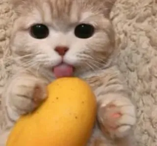 😺 gato, manga, fofo, animal, animal de estimação, gatinho, língua whatsapp sticker
