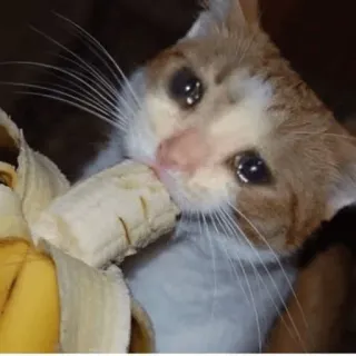 😩 猫, バナナ, 悲しい, 泣く, ミーム, 動物 telegram sticker