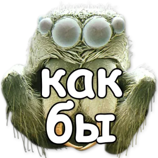 👀 как бы spider, insect, jumping spider, cute, meme telegram sticker