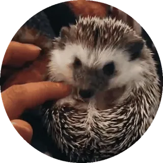 🌟 nhím, động vật, dễ thương, thú cưng, động vật nhỏ, động vật có vú telegram sticker