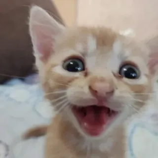 🐱 cat, kitten, animal, pet, cute, funny telegram sticker
