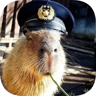 Капибарность @Capybaraness telegram stickers