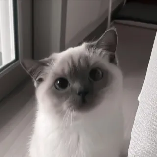 🐾 gato, animal, mascota, lindo, mamífero, animal doméstico telegram sticker