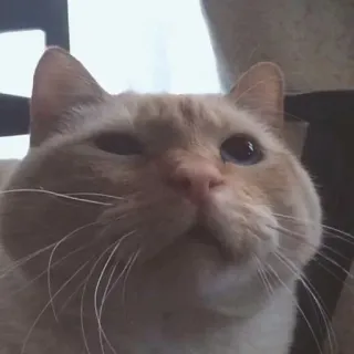 😂 gatto, animale domestico, carino, animale, gattino telegram sticker