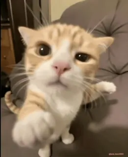 😡 猫, 小猫, 可爱, 宠物, 动物, 家养, 猫科动物, 橘猫 whatsapp sticker