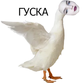 🕊 ГУСКА oca, animale, uccello, divertente, meme, adesivo telegram sticker