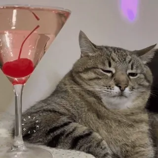 🐱 Stepan LoveYouStepanchik telegram sticker
